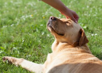 Pourquoi mon chien dort à côté de moi ?
