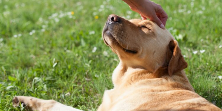 Pourquoi mon chien dort à côté de moi ?