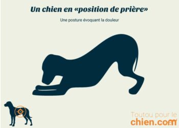 Pourquoi mon chien dort à côté de moi ?