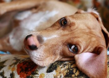 Pourquoi mon chien dort à côté de moi ?