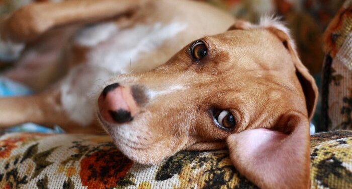 Pourquoi mon chien dort à côté de moi ?