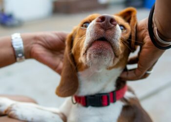Pourquoi mon chien dort à côté de moi ?