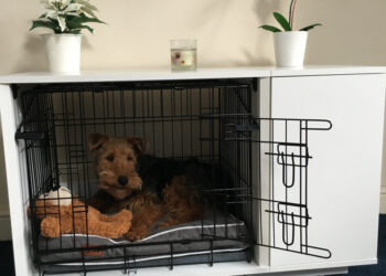 Pourquoi mon chien fait pipi dans sa niche ?