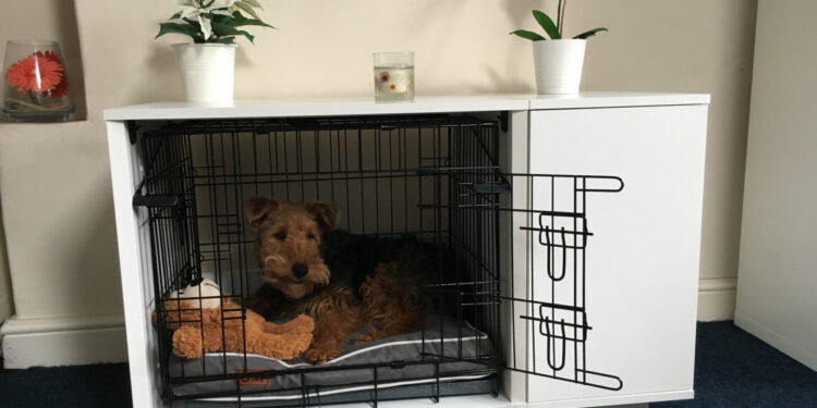 Pourquoi mon chien fait pipi dans sa niche ?