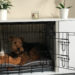 Pourquoi mon chien fait pipi dans sa niche ?