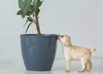 Pourquoi mon chien gratte dans les pots de fleurs ?