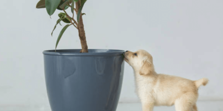 Pourquoi mon chien gratte dans les pots de fleurs ?