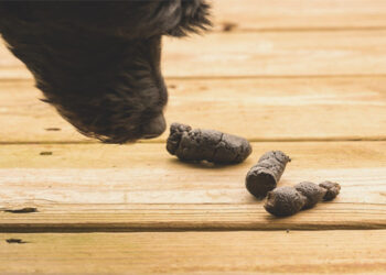 Pourquoi mon chien mange des crottes de chien ?