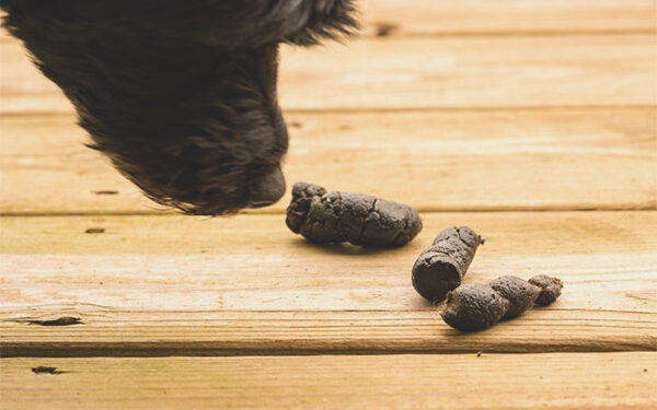 Pourquoi mon chien mange des crottes de chien ?