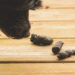 Pourquoi mon chien mange des crottes de chien ?