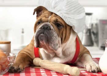 Pourquoi mon chien mange tout ce qu'il trouve ?