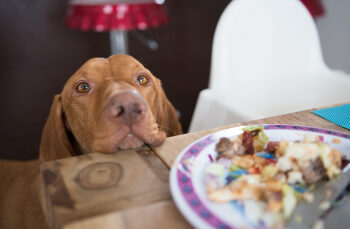 Pourquoi mon chien mange tout ce qu'il trouve dehors ?