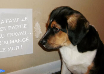 Pourquoi mon chien mange tout ce qu'il trouve dehors ?