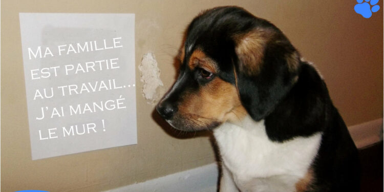 Pourquoi mon chien mange tout ce qu'il trouve dehors ?