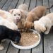 Pourquoi mon chien mange très peu ?
