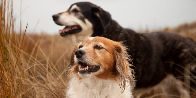 Pourquoi mon chien me fait l'amour ?