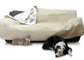 Pourquoi mon chien monte sur le canapé ?