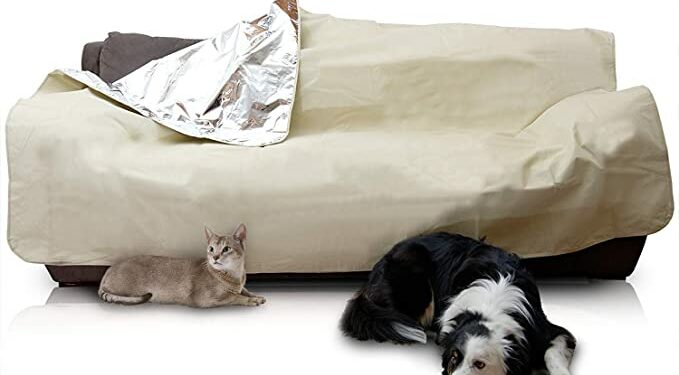 Pourquoi mon chien monte sur le canapé ?