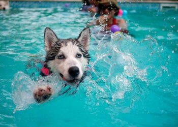 Pourquoi mon chien n'aime pas nager ?