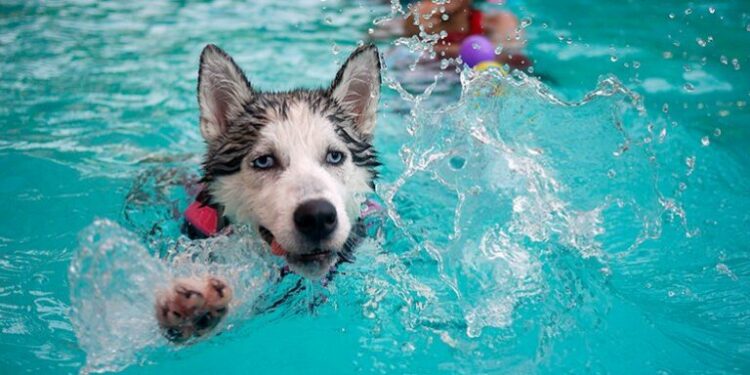 Pourquoi mon chien n'aime pas nager ?