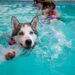 Pourquoi mon chien n'aime pas nager ?