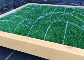 Pourquoi mon chien ne fait pas ses besoins dehors ?