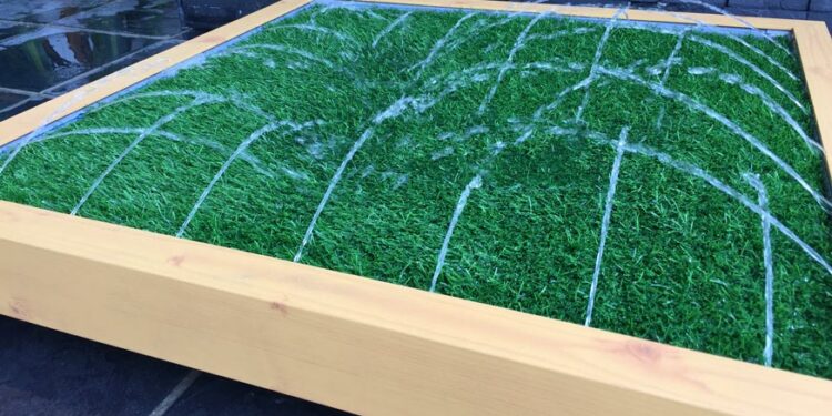 Pourquoi mon chien ne fait pas ses besoins dehors ?