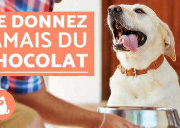 Pourquoi mon chien ne mange pas depuis 2 jours ?