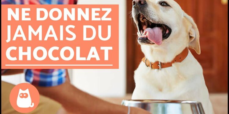 Pourquoi mon chien ne mange pas depuis 2 jours ?