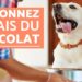 Pourquoi mon chien ne mange pas depuis 2 jours ?