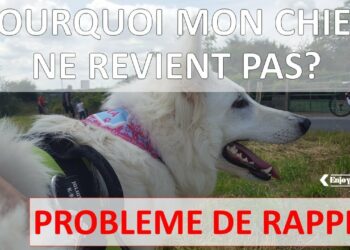 Pourquoi mon chien ne vient pas vers moi ?