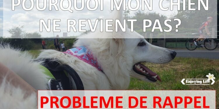 Pourquoi mon chien ne vient pas vers moi ?