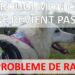 Pourquoi mon chien ne vient pas vers moi ?