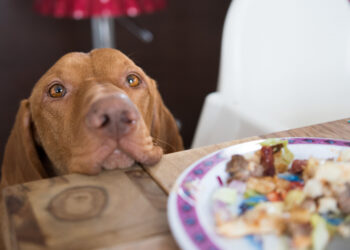 Pourquoi mon chien refuse de manger ?