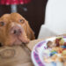 Pourquoi mon chien refuse de manger ?