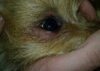 Pourquoi mon chien se gratte sans arrêt ?