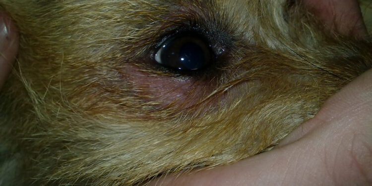 Pourquoi mon chien se gratte sans arrêt ?