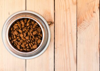 Pourquoi mon chien sent le poisson ?