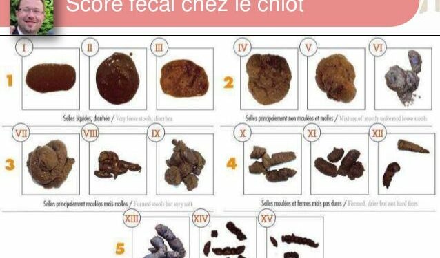 Pourquoi mon chiot de 2 mois à la diarrhée ?