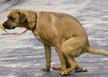 Pourquoi mon chiot de 2 mois à la diarrhée ?