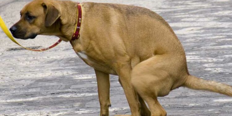 Pourquoi mon chiot de 2 mois à la diarrhée ?