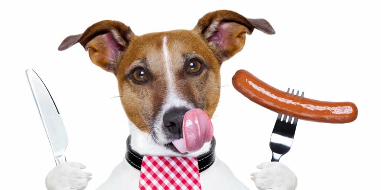 Pourquoi mon chiot mange les crottes des autres ?