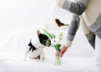 Pourquoi mon chiot mange tout ce qu'il trouve ?