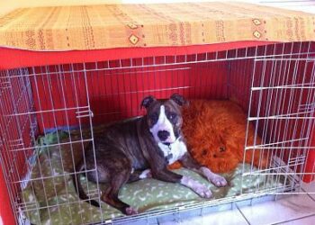 Pourquoi mon chiot mange tout ce qu'il trouve ?