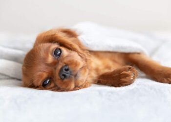 Pourquoi mon chiot n'est pas propre la nuit ?