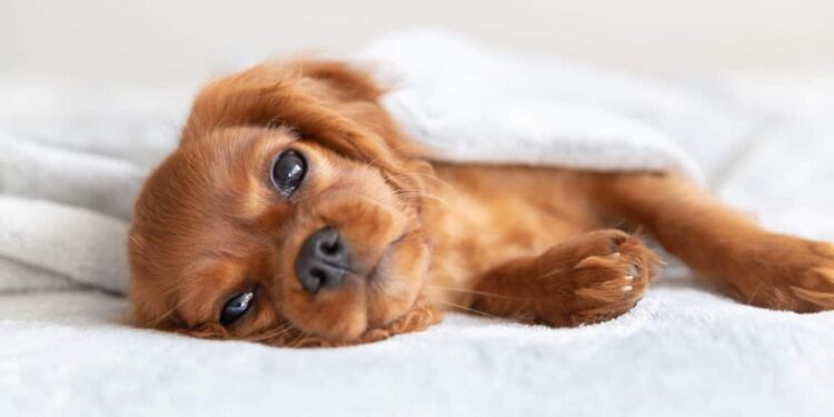 Pourquoi mon chiot n'est pas propre la nuit ?