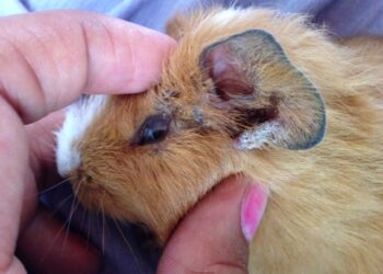 Pourquoi mon cochon d'Inde couine la nuit ?