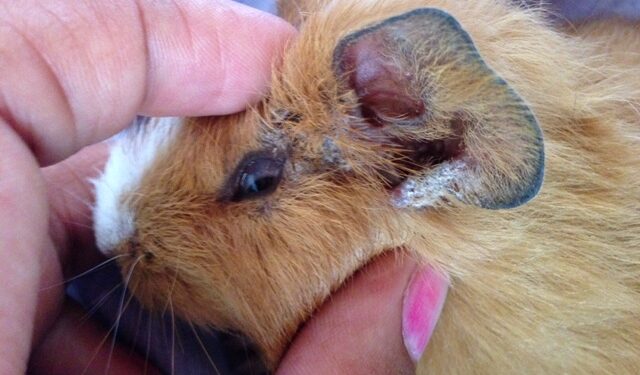 Pourquoi mon cochon d'Inde couine la nuit ?