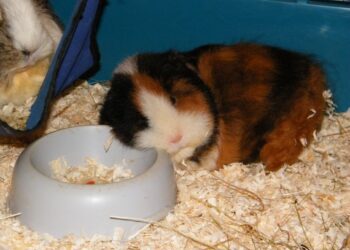 Pourquoi mon cochon d'Inde couine quand je le prend ?