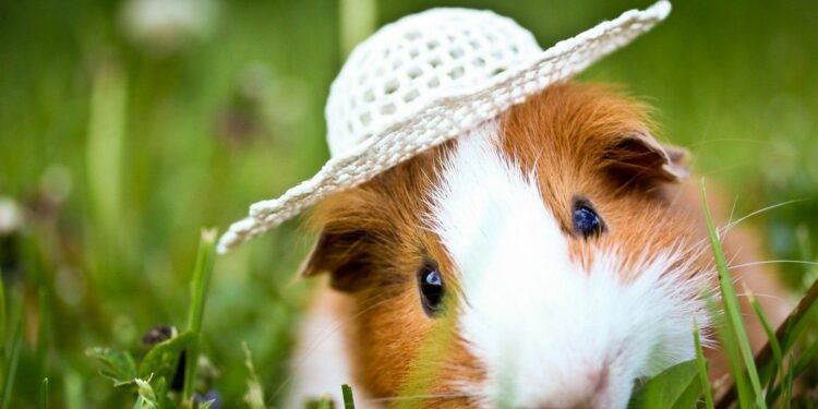 Pourquoi mon cochon d'Inde court comme un fou dans sa cage ?